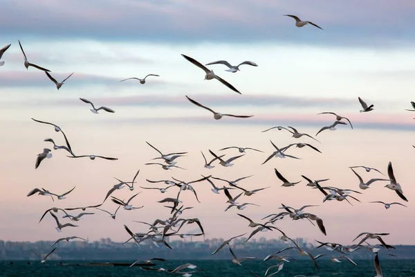 Seagulls fly in air. — Stock Photo, Image