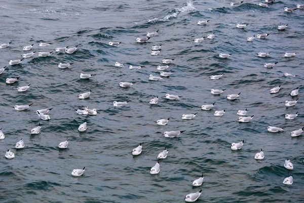 Seagull swim in the sea. — Stock Photo, Image