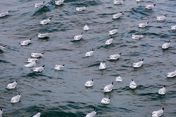 Seagull swim in the sea. — Stock Photo, Image