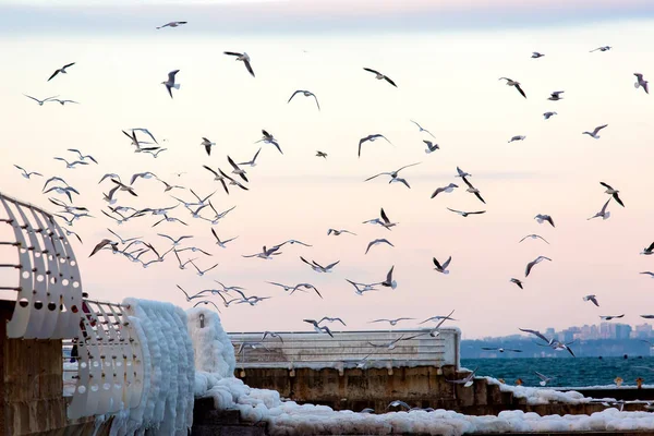 Seagulls fly in air. — Stock Photo, Image