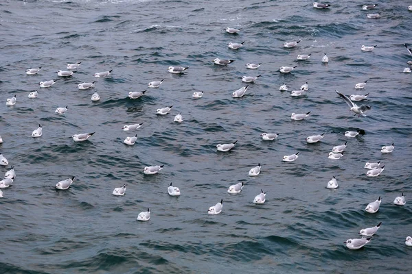 Seagull duik in de zee. — Stockfoto