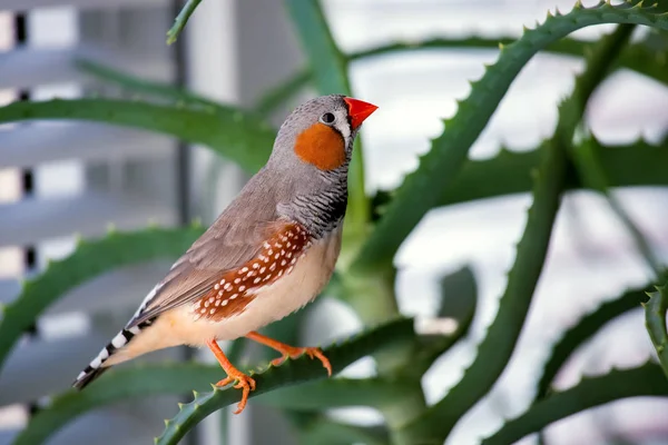 The pets a zebra finch. — Stock Photo, Image