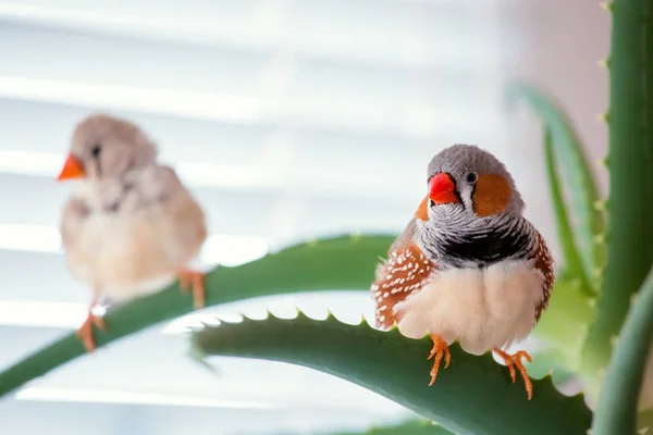 Las pupilas el pinzón de cebra . — Foto de Stock