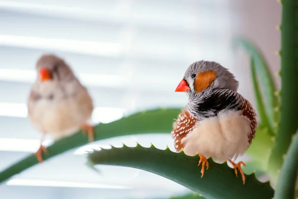 Les animaux de compagnie le zèbre finch . — Photo