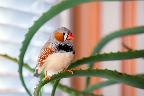 Les animaux de compagnie le zèbre finch . — Photo