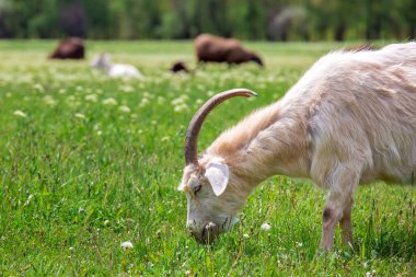 Keçi bir çimenlikte sıyrılmak.