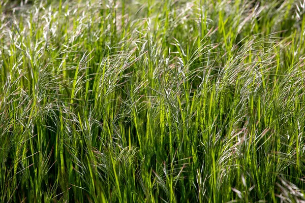 Green grass background. — Stock Photo, Image