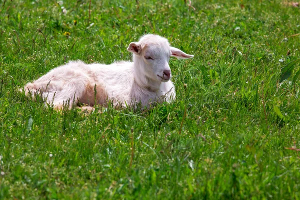 Козленок лежит на траве . — стоковое фото