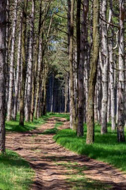 Yol çam ormanıyla.