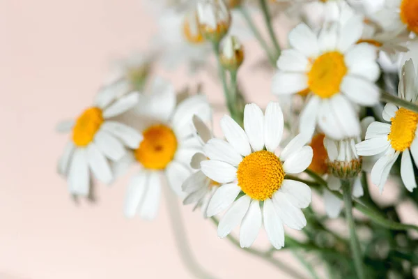 The camomile flowers. — Stock Photo, Image