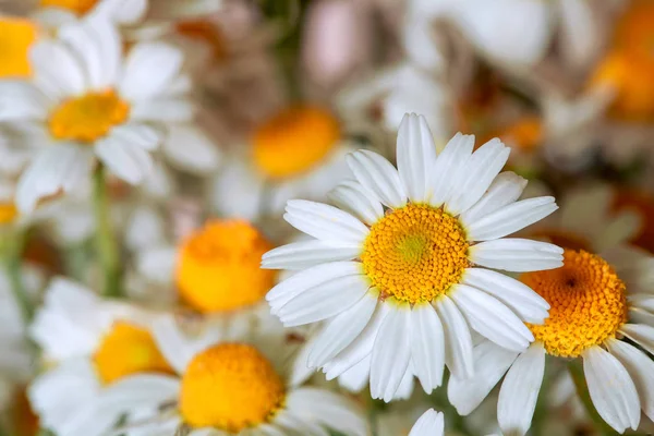 The camomile flowers. — Stock Photo, Image