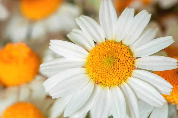 The camomile flower. — Stock Photo, Image
