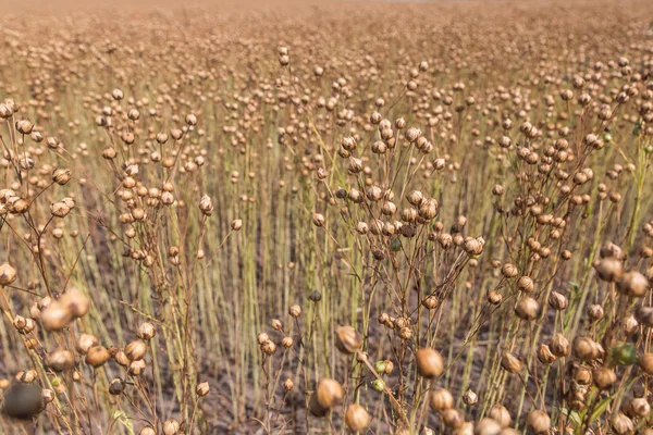 The ripening flax field. — Stock Photo, Image