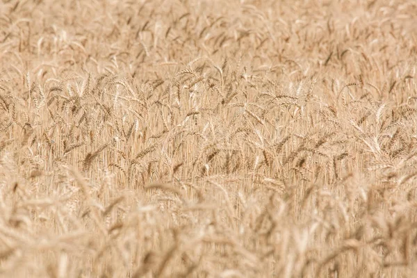 Campo de espigas maduras de trigo . — Fotografia de Stock