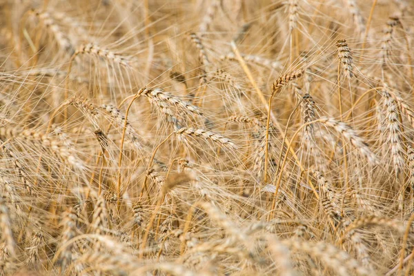 field ripe ears of wheat.