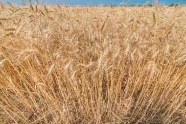 Alan buğday gökyüzüne karşı.