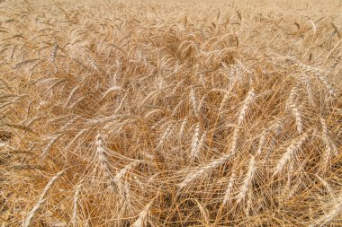 buğday alan olgun kulaklar.