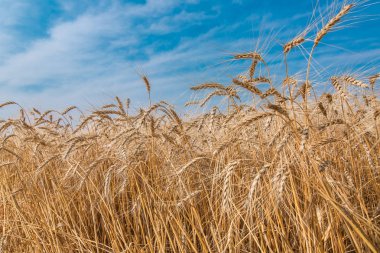 Alan buğday gökyüzüne karşı.