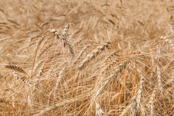 field ripe ears of wheat.