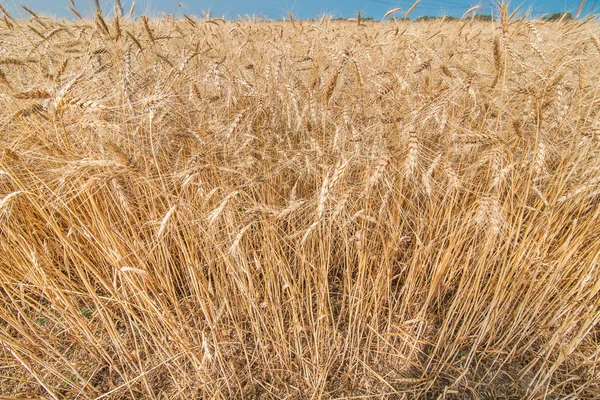 Alan buğday gökyüzüne karşı.