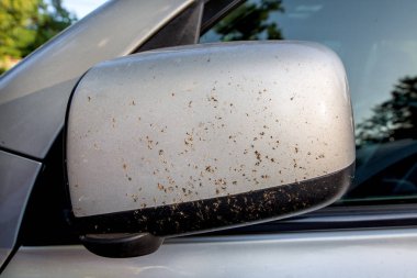 Araba ayna arka görüş ölü böcek üzerinde.