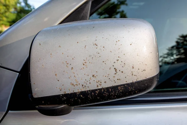 Araba ayna arka görüş ölü böcek üzerinde.
