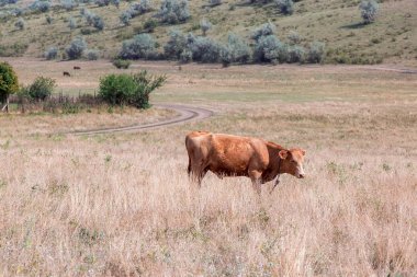 Buzağı kahverengi sıyrılmak.