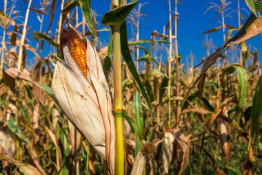 Mısır kulakları tahıl ürünleri.