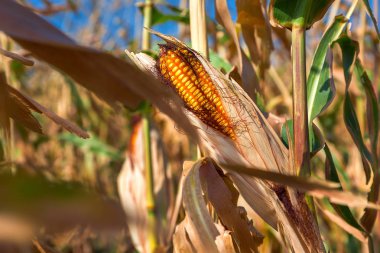 Mısır kulakları tahıl ürünleri.