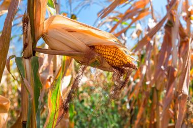 Mısır kulakları tahıl ürünleri.