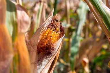 Mısır kulakları tahıl ürünleri.