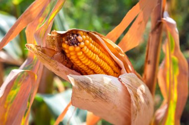 Mısır kulakları tahıl ürünleri.