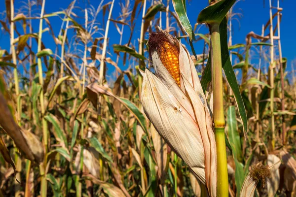 Mısır kulakları tahıl ürünleri.