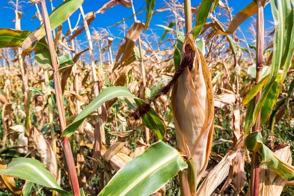 Corn ears of grain crops.