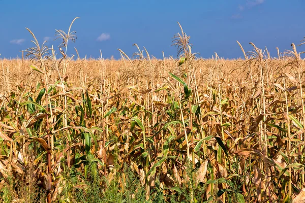 Mısır kulakları tahıl ürünleri.
