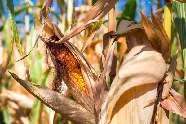 Mısır kulakları tahıl ürünleri.
