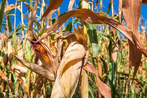 Mısır kulakları tahıl ürünleri.