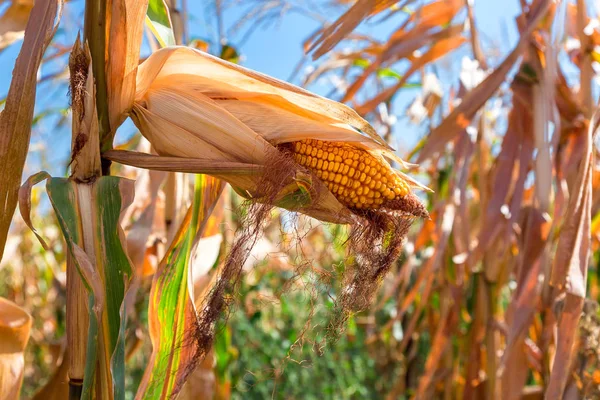 Mısır kulakları tahıl ürünleri.