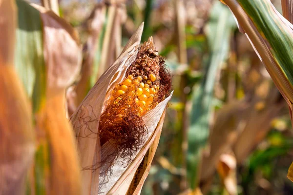 Mısır kulakları tahıl ürünleri.