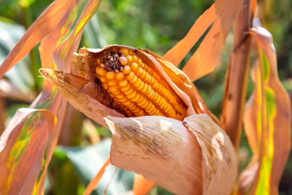 Mısır kulakları tahıl ürünleri.