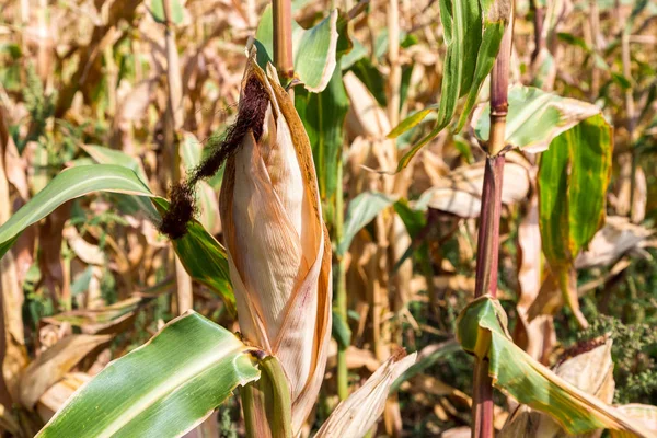 Mısır kulakları tahıl ürünleri.