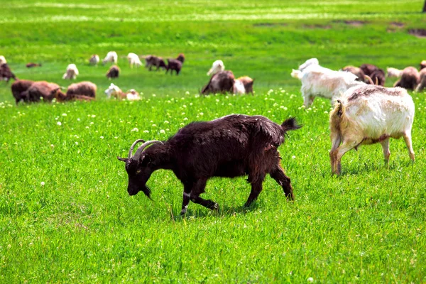 A kecske legelt, a fű. — Stock Fotó