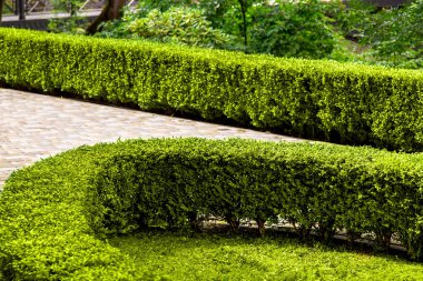 Manzaralı ve yaya geçitli bir parkta tımarlanmış boxwood çalıları..