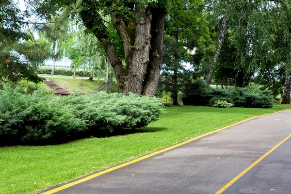 Bicycle Asphalt Road Dedicated Lane Bicycle Traffic Empty Road Green — Stock Photo, Image