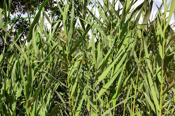 Stalks Reeds Leaves Green Plant Lit Sunlight Closeup — Stock Photo, Image