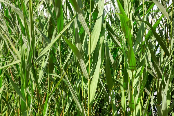 Reed Stalks Green Leaves Closeup Texture Plant Lit Sunlight — Stock Photo, Image
