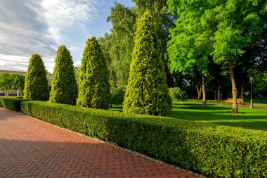 Boxwood çitleri ve daima yeşil olan bir park ve güneşli yaz gününde gökyüzünde bulutlar olan uzun ağaç ağaçları..