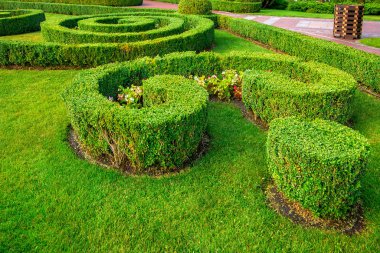 Bahçe manzarası tasarımı. Bir çit dolusu boxwood çalısı. Bir yaz günü yeşil çimenli ve çiçekli desenler büyüyor..
