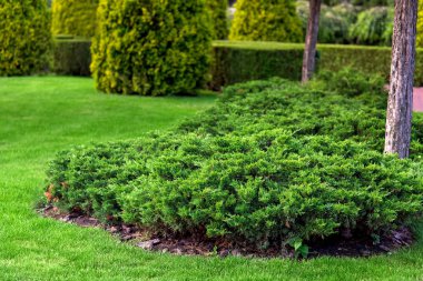 Çim kabuğu ve yeşil çimenli, yemyeşil thuja çalıları olan iyi bakımlı bir parkın yeşillik düzenlemesi..