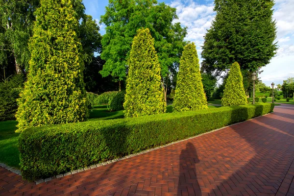 Chodnik Dla Pieszych Płyt Chodnikowych Ogrodzie Żywopłotem Wiecznie Zielonego Thuja — Zdjęcie stockowe